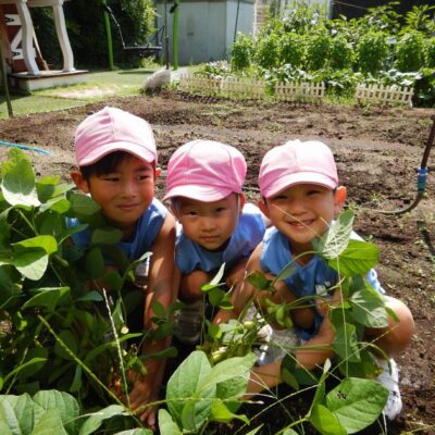 枝豆を収穫する園児
