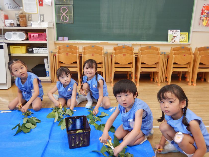 枝豆を収穫する園児