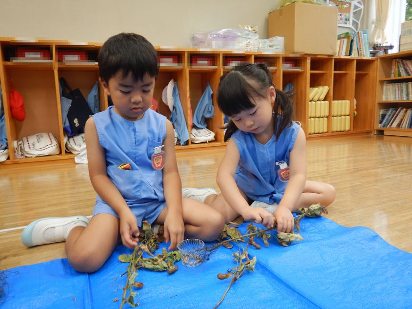 大豆を脱穀する園児